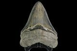 Serrated, Fossil Megalodon Tooth - Beautiful Tooth #138995-1